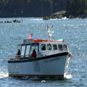 bar-harbor-man-lobster-fishing-and-seal-watching
