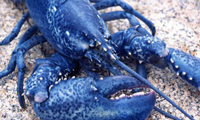 bar-harbor-man-oceanarium-lobster-hatchery
